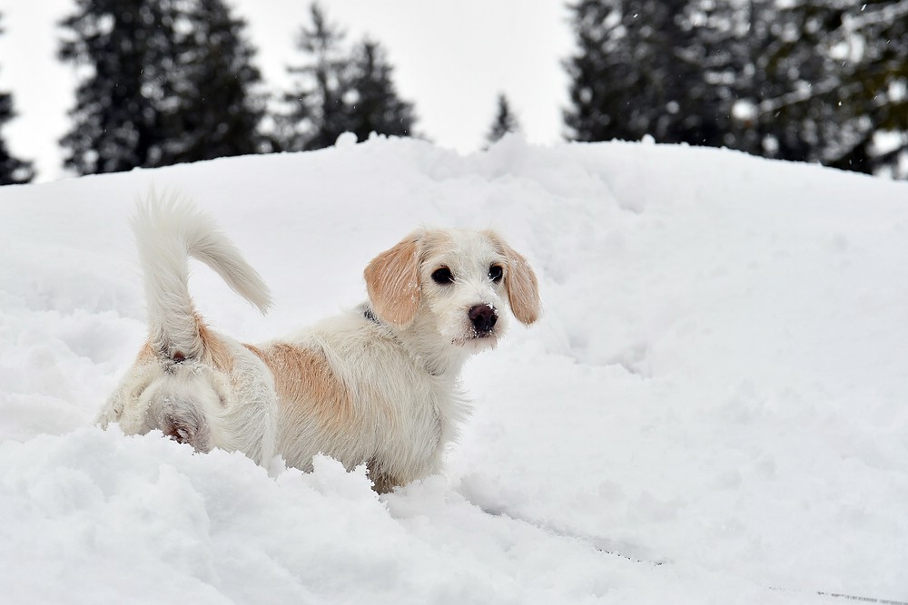 comp JEM 3132

Österreich