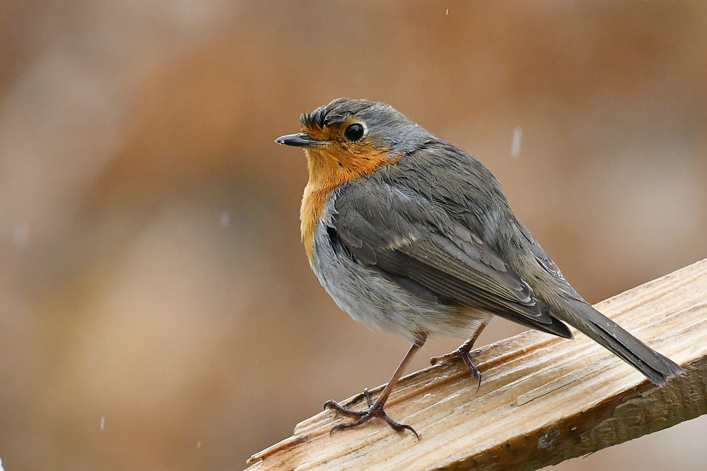 comp JEM 3417

Rotkehlchen
