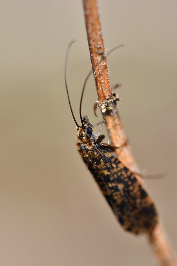 comp JEM 3756

Köcherfliege