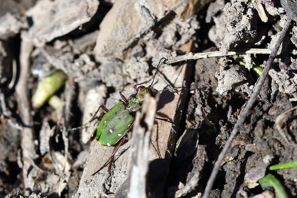 comp JEM 3766

Feld-Sandlaufkäfer Nr.für 2018