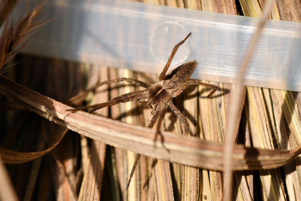 comp JEM 4148

Listspinne  2018