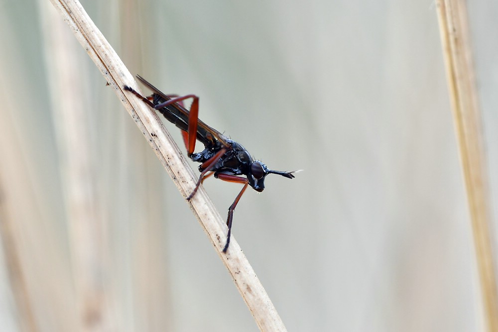 comp JEM 4168

Hornfliege 2018