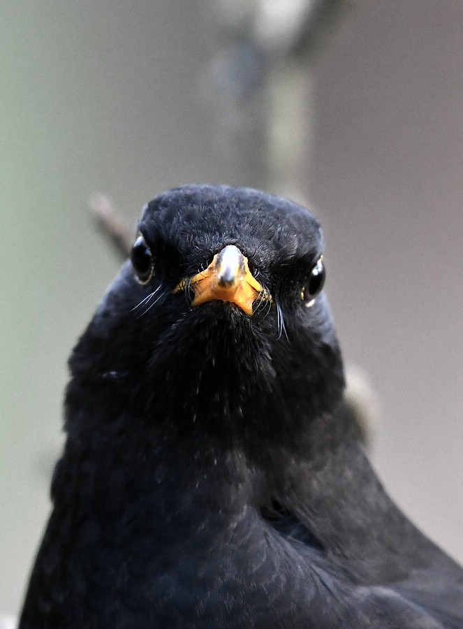 comp JEM 4254

Amsel