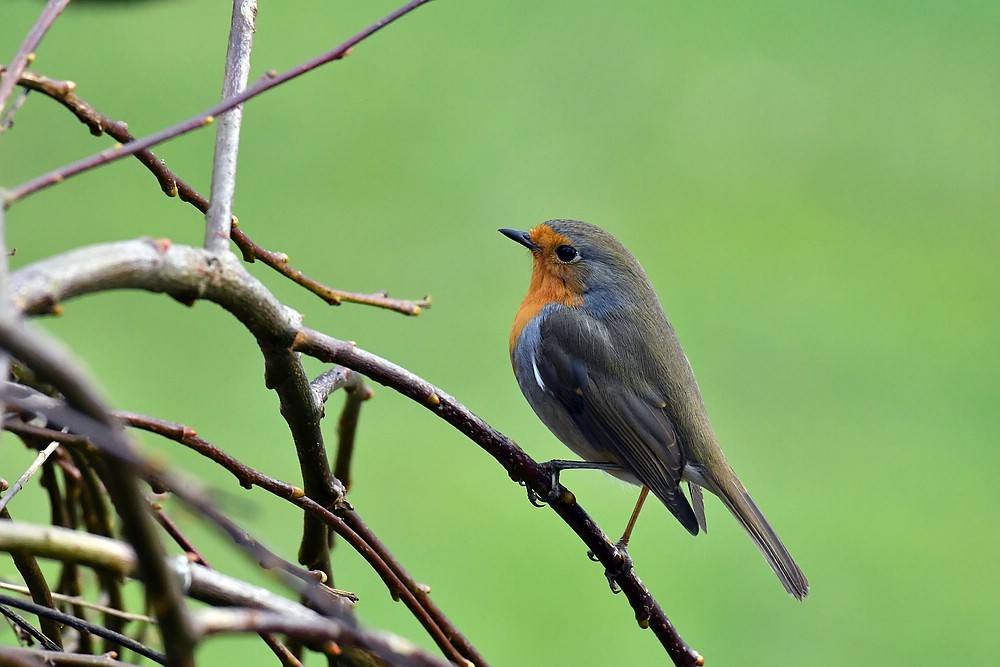 comp JEM 4289

Rotkehlchen