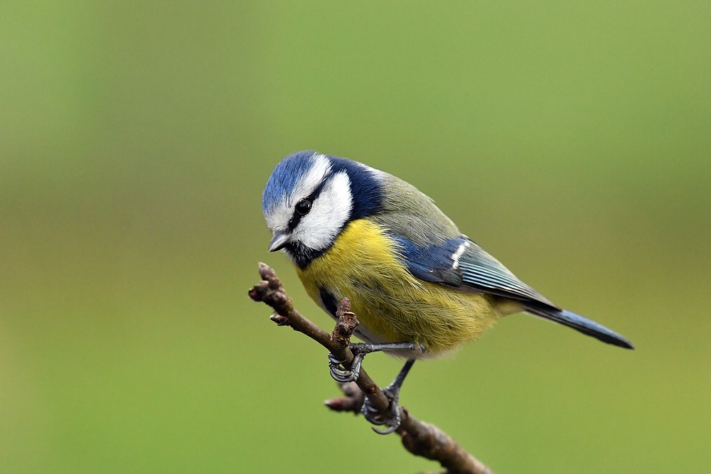 comp JEM 4301

Blaumeise