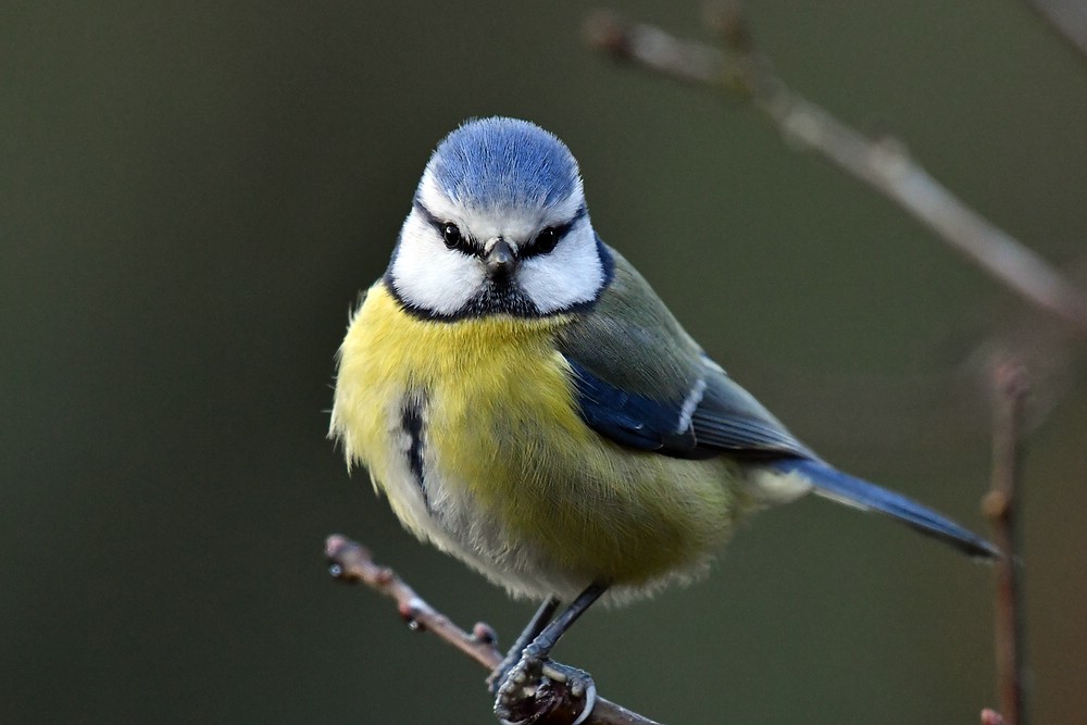 comp JEM 4392

Blaumeise