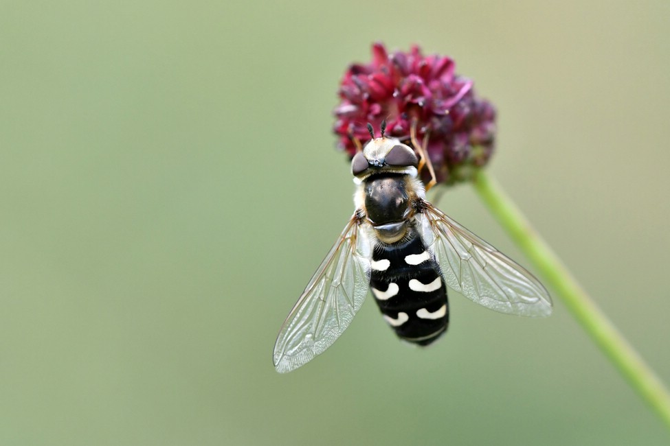 comp JEM 4657


Mondschwirrfliege Scva selenitica