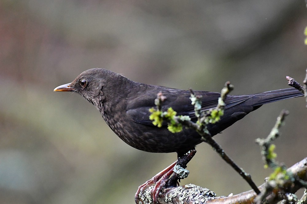 comp JEM 4700

Amsel