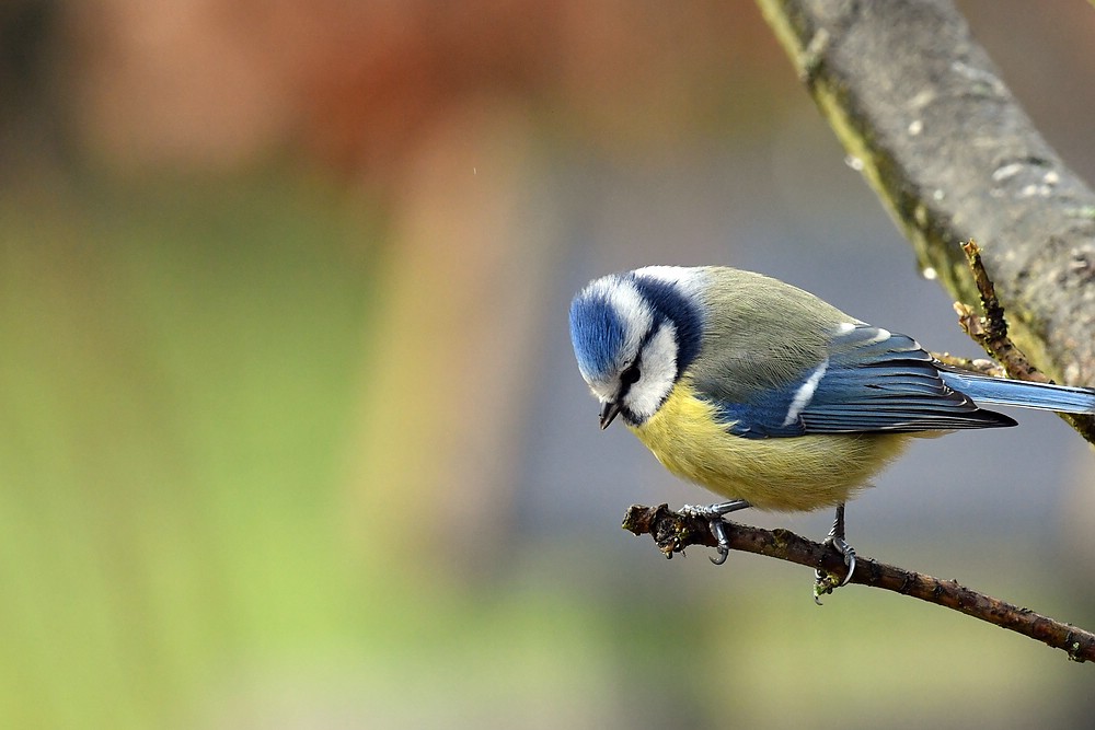 comp JEM 4749

Blaumeise
