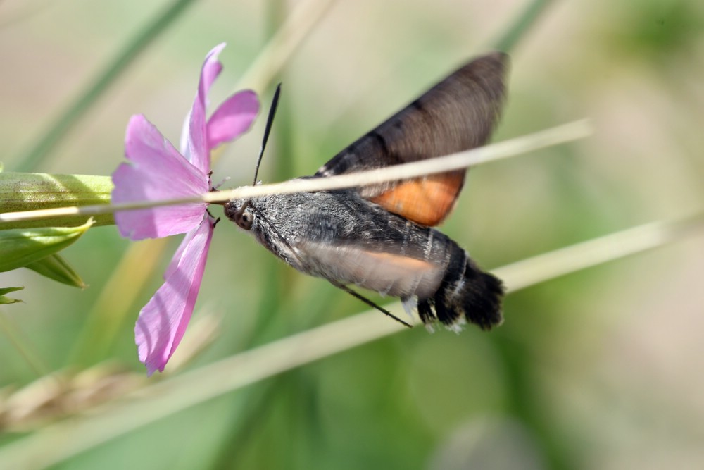 comp JEM 4784

Taubenschwänzche