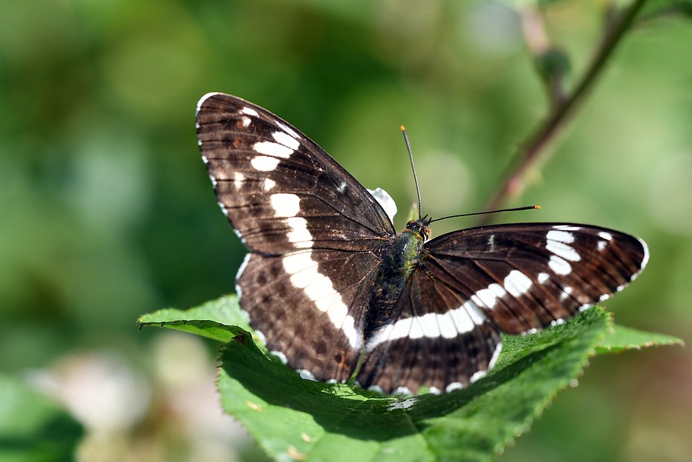 comp JEM 4809

Kleiner Eisvogel