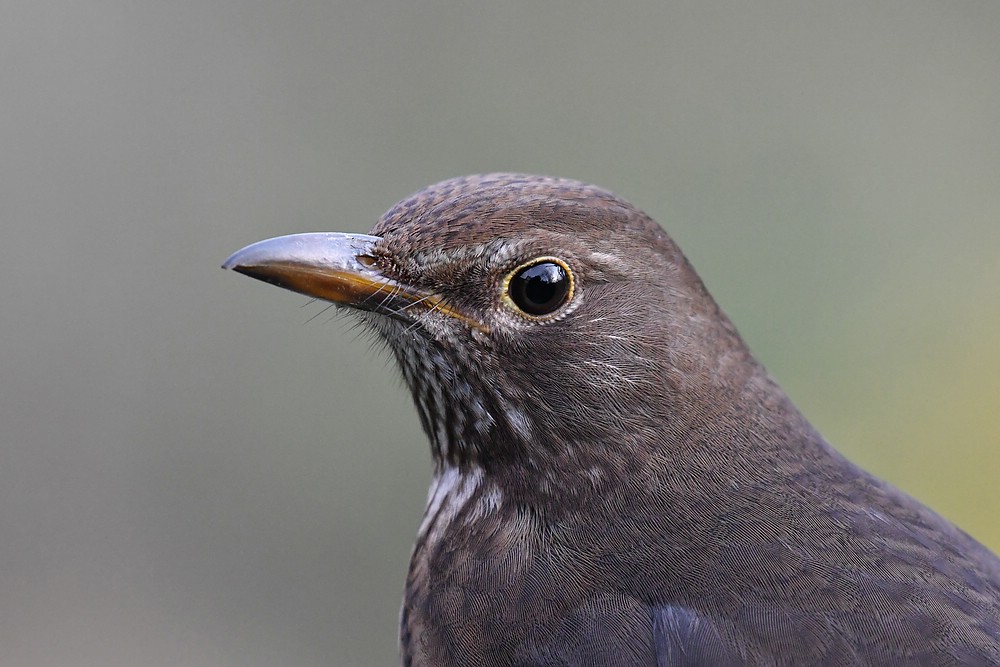 comp JEM 5047

Amsel