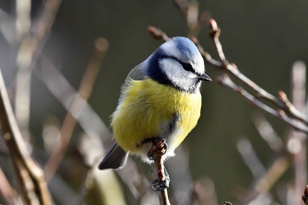 comp JEM 5147

Blaumeise