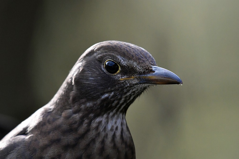 comp JEM 5150

Amsel