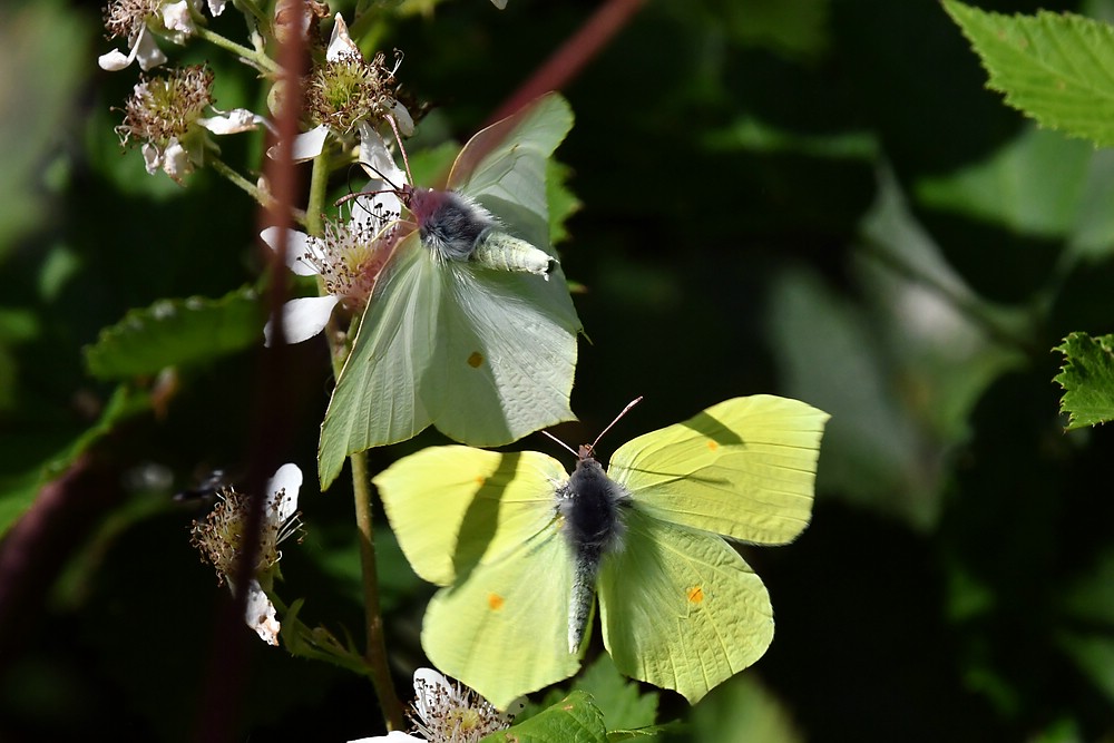 comp JEM 5272


Schmetterlinge im Bauch