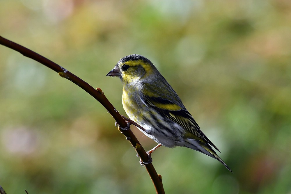 comp JEM 5467

Erlenzeissig