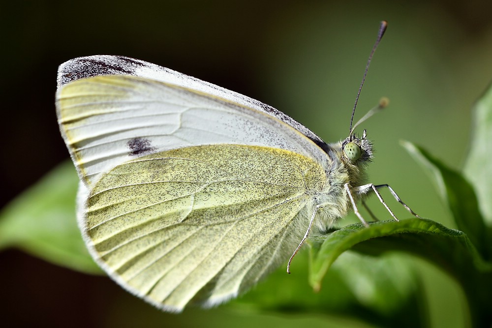 comp JEM 5526

Kohlweißling