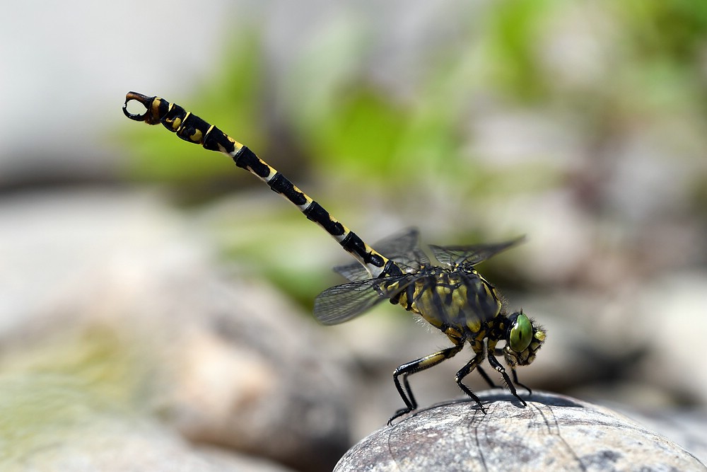 comp JEM 5673

Zangenlibelle
