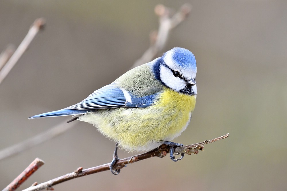 comp JEM 5840

Blaumeise