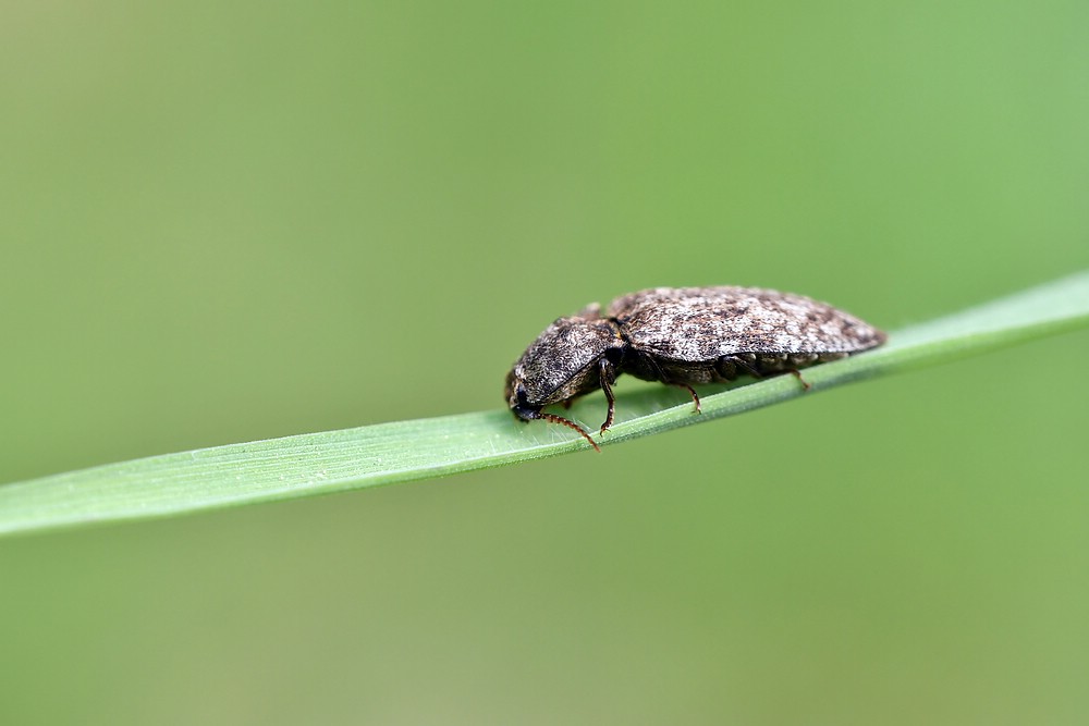 comp JEM 5920

 Mausgrauer Schnellkäfer (Agrypnus murinus)