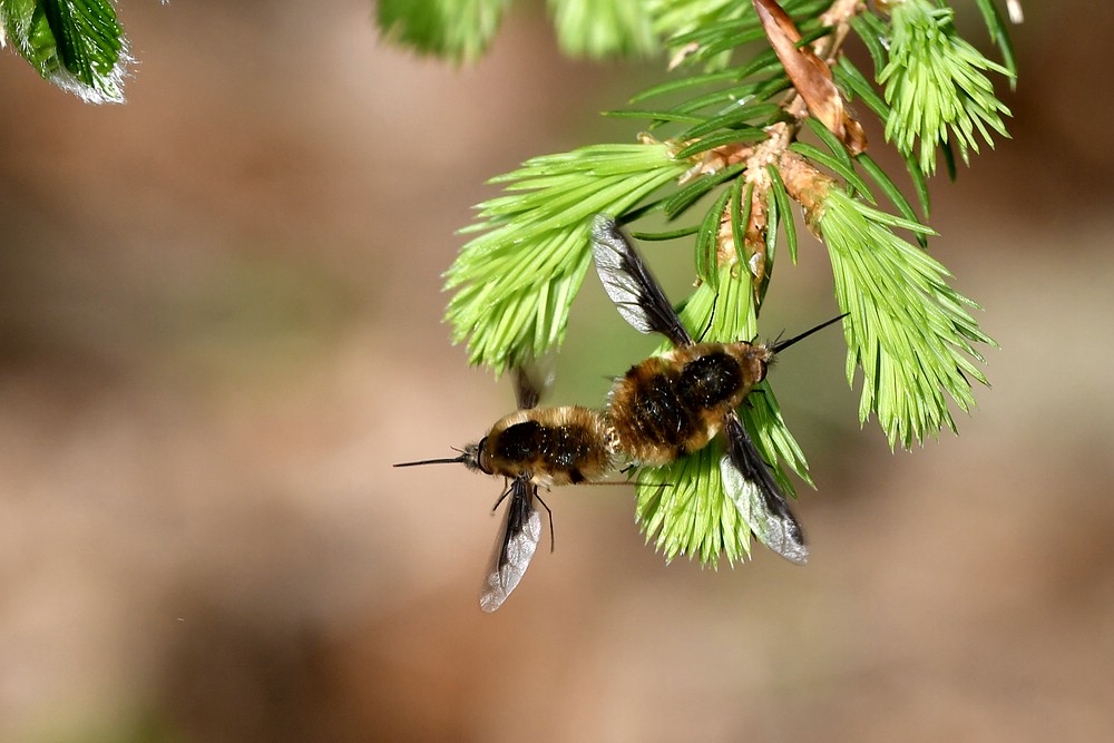 comp JEM 5944

Wollschweber im Paarungsflug