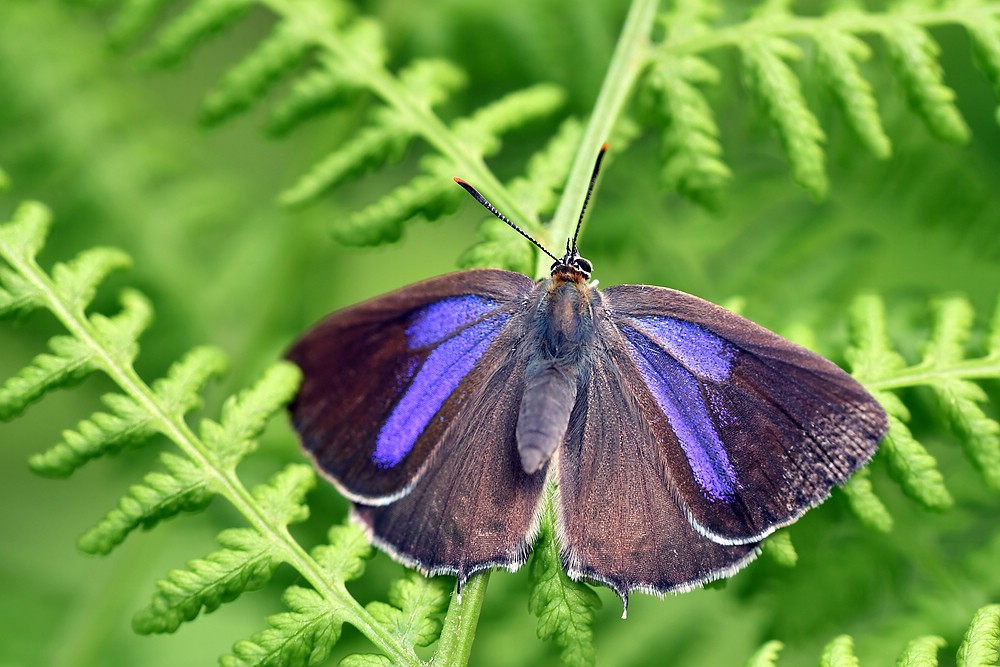 comp JEM 5981

Blauereichenzipfelfalter