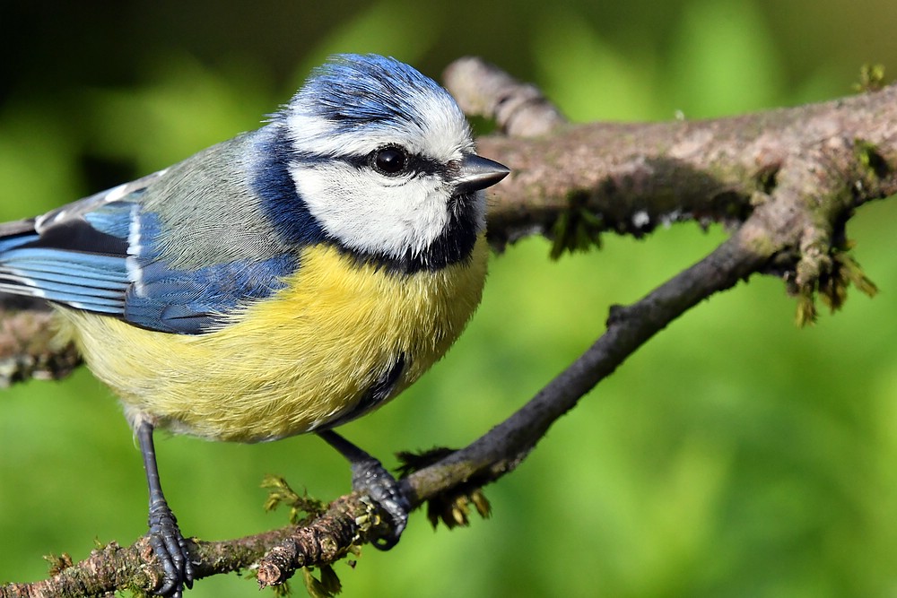 comp JEM 6042

Blaumeise