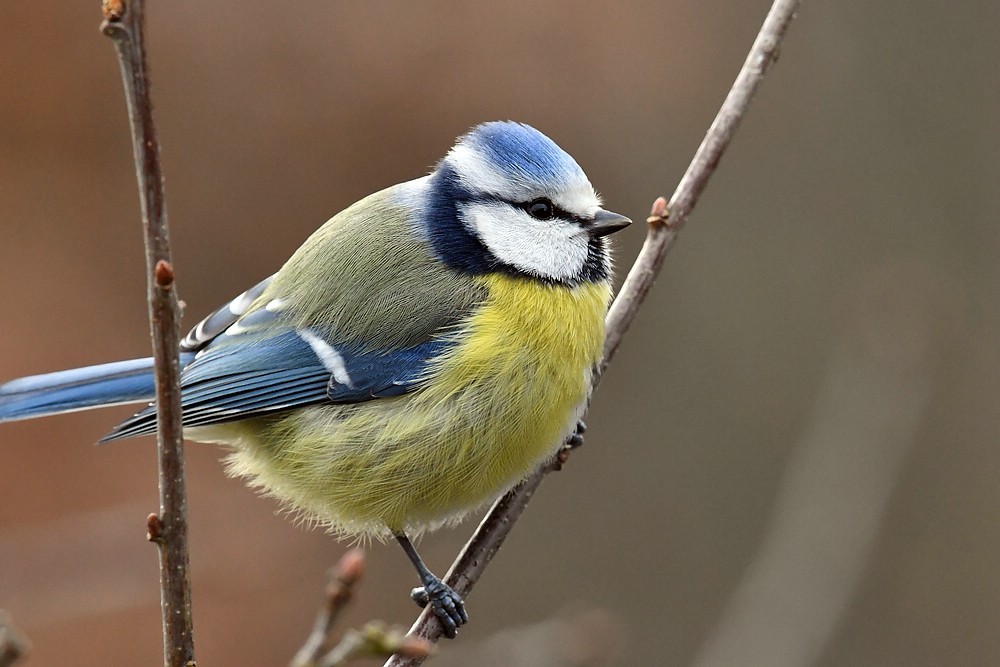 comp JEM 6114

Blaumeise
