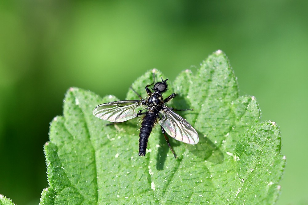 comp JEM 6217

Wollige Haarmücke