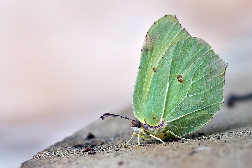 comp JEM 6242

Zitronenfalter