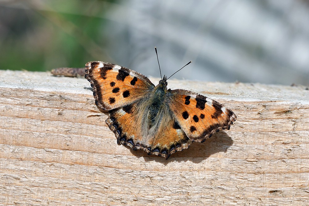 comp JEM 6326

Großer Fuchs