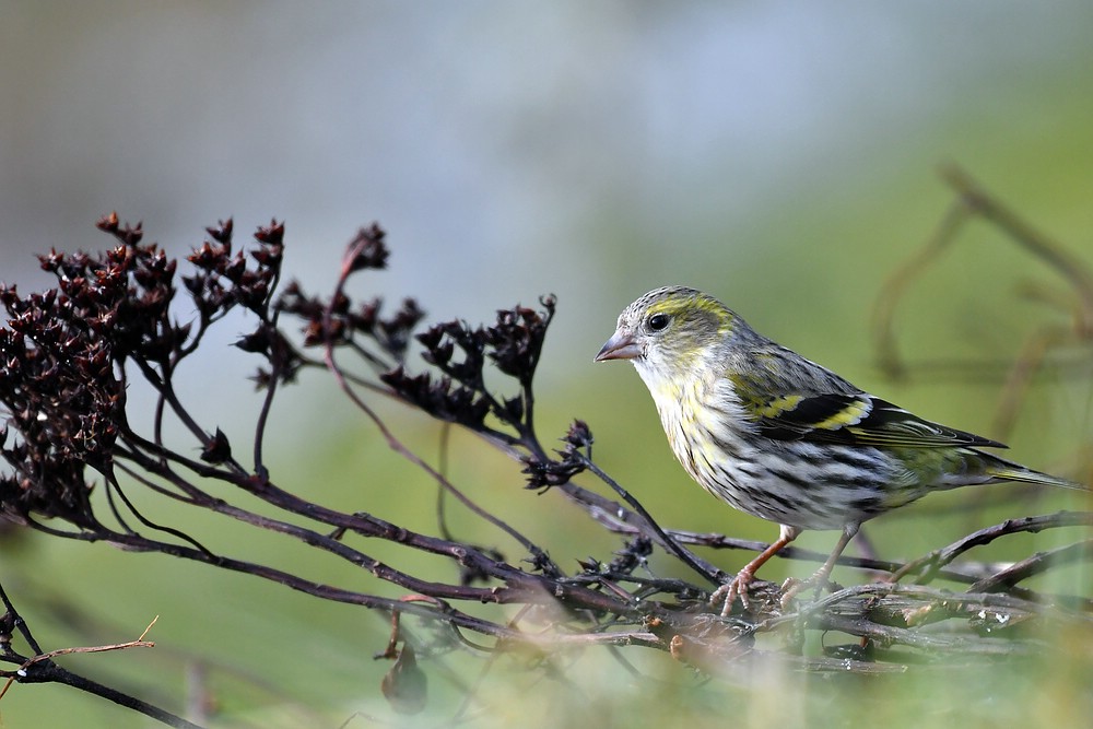 comp JEM 6442



Erlenzeisig