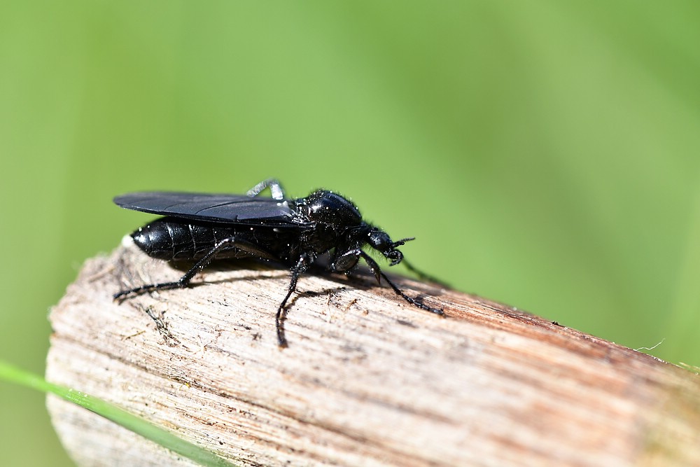 comp JEM 6451

Märzfliege
