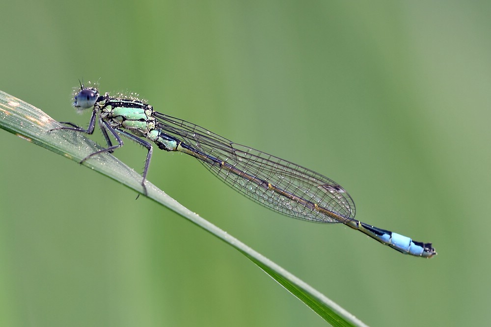 comp JEM 6538

Große Pechlibelle