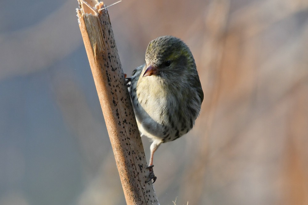 comp JEM 6545

Erlenzeisig