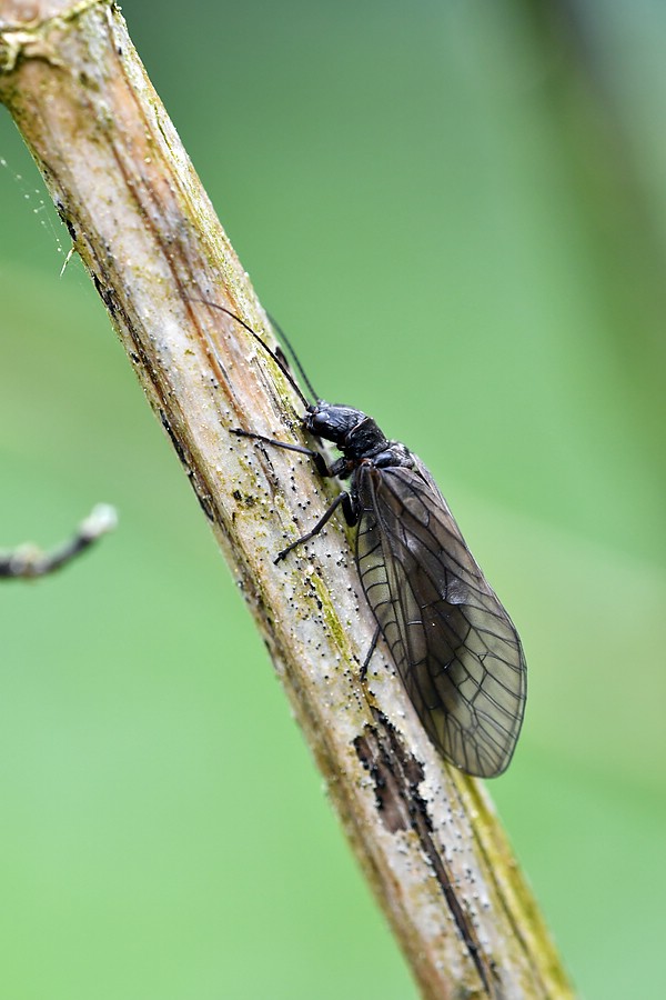 comp JEM 6576

Schlammfliege