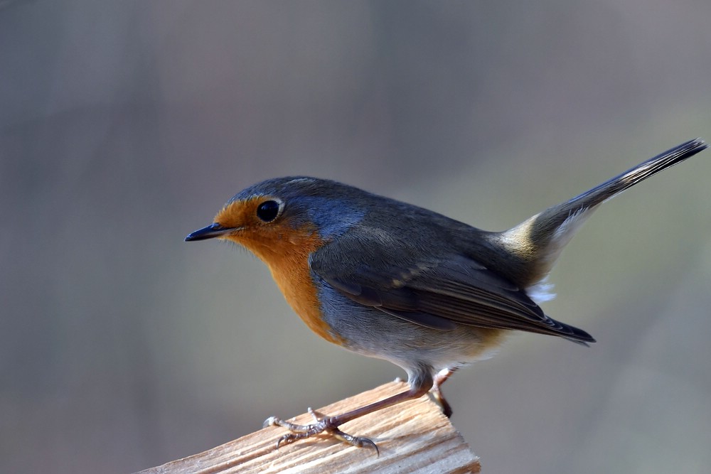 comp JEM 6634

Rotkehlchen
