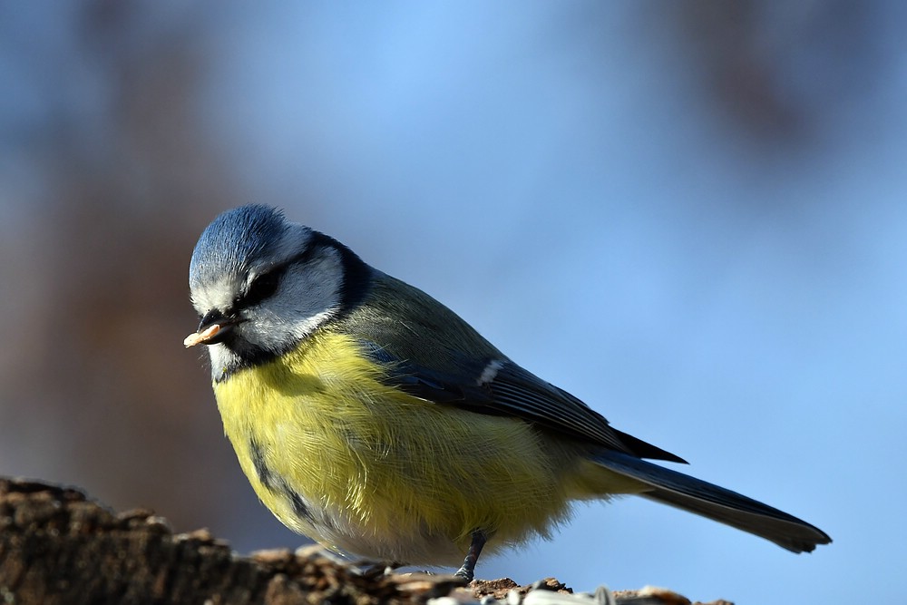 comp JEM 6669

Blaumeise
