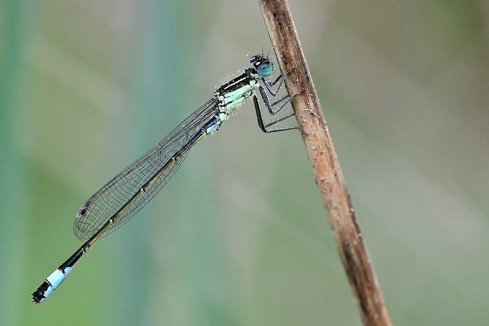 comp JEM 6684

Heute noch eine Pechlibelle Fotografiert