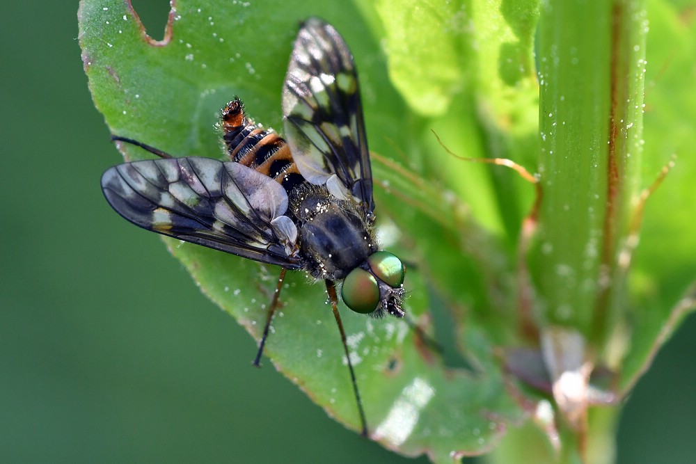 comp JEM 6691

Ibisfliege (Athericidae )