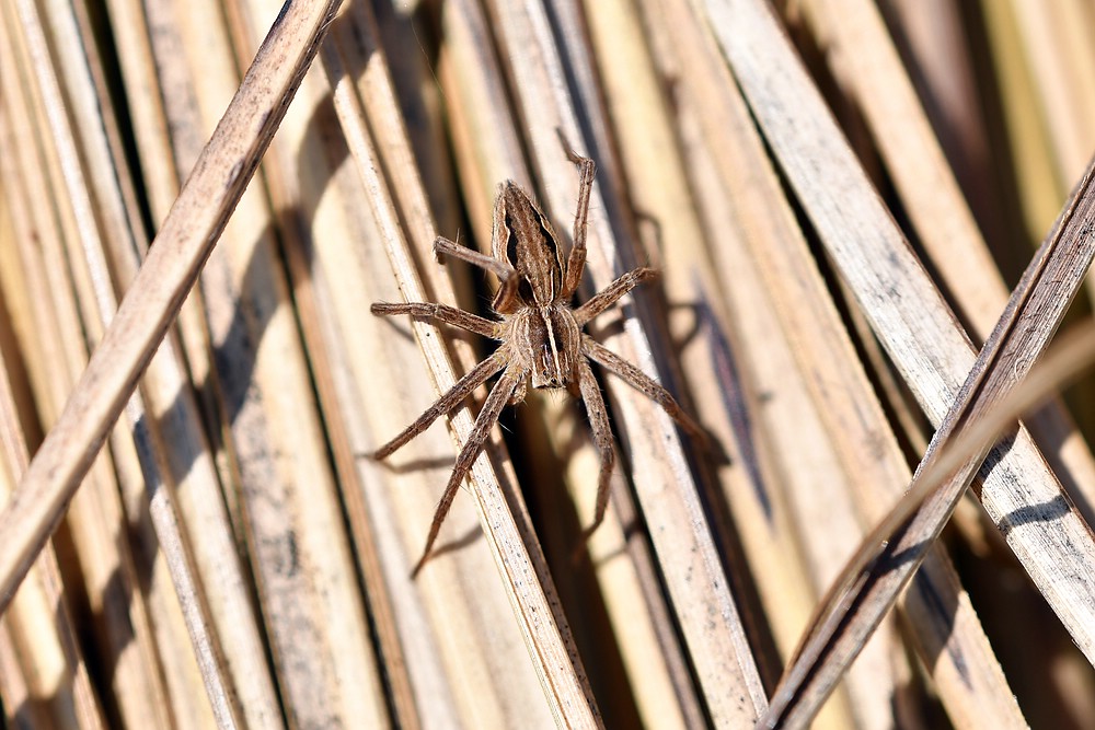 comp JEM 6704

Listspinne von heute