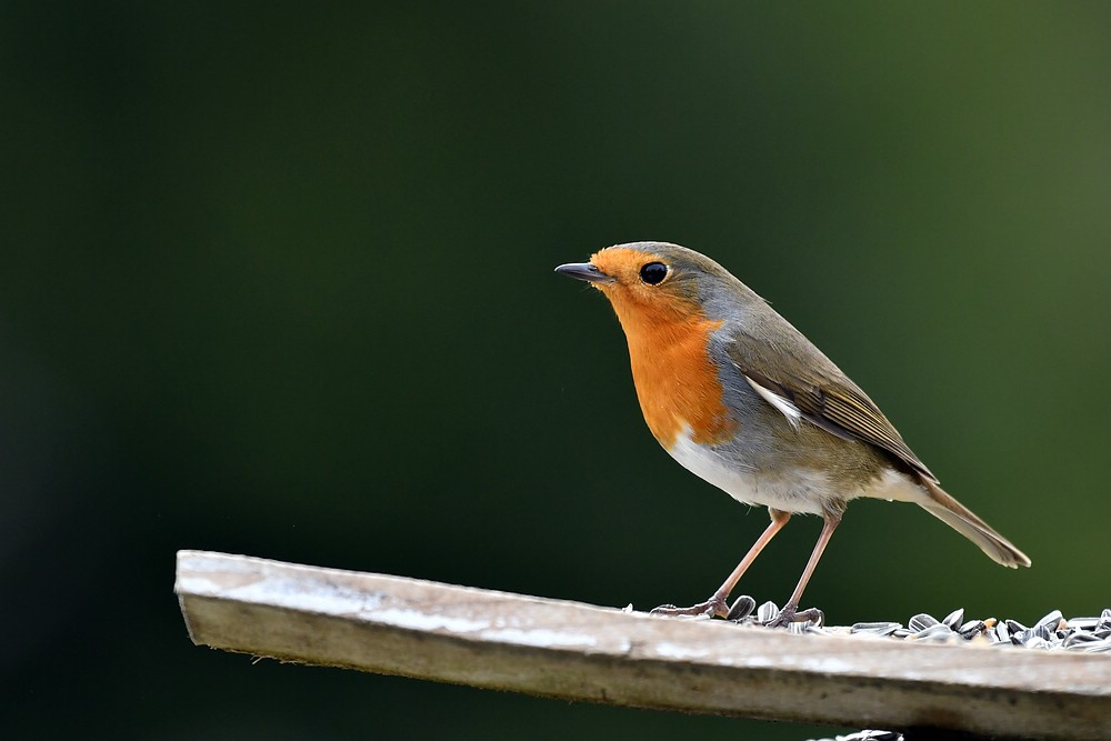 comp JEM 6743


Rotkehlchen