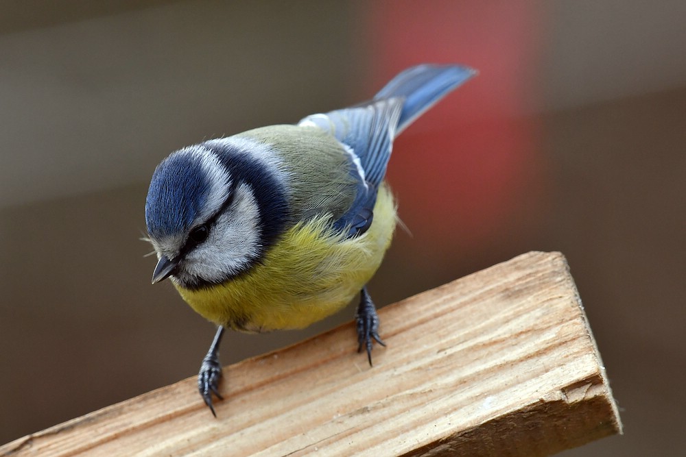 comp JEM 6745

Blaumeise