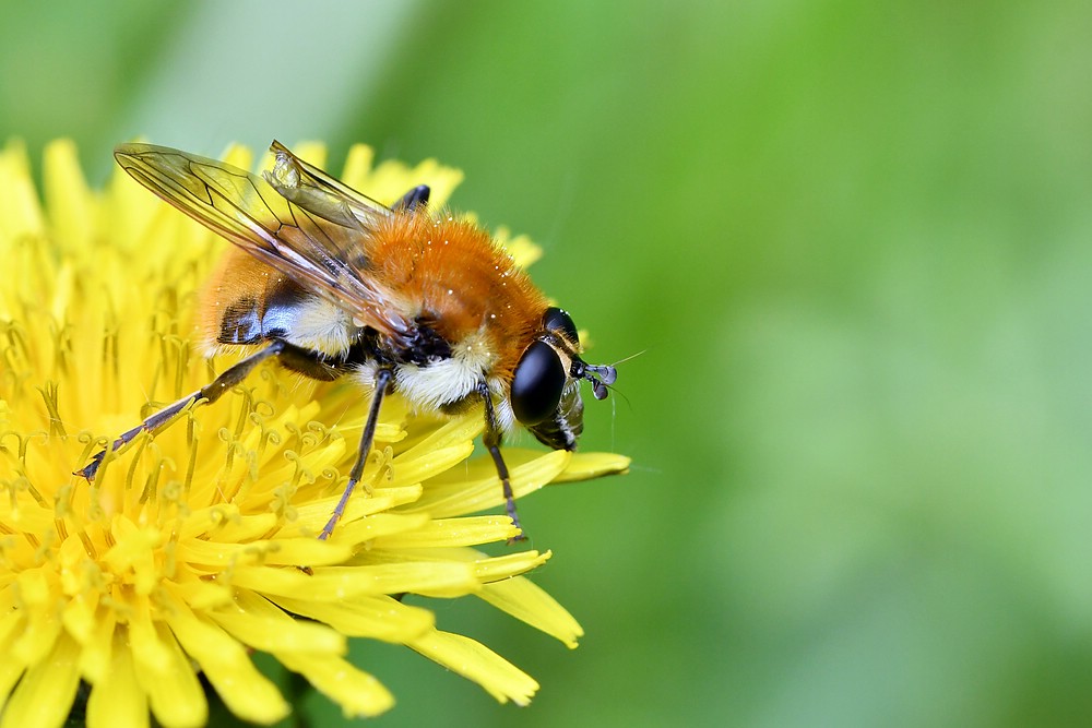 comp JEM 6757

Pelzschwebfliege