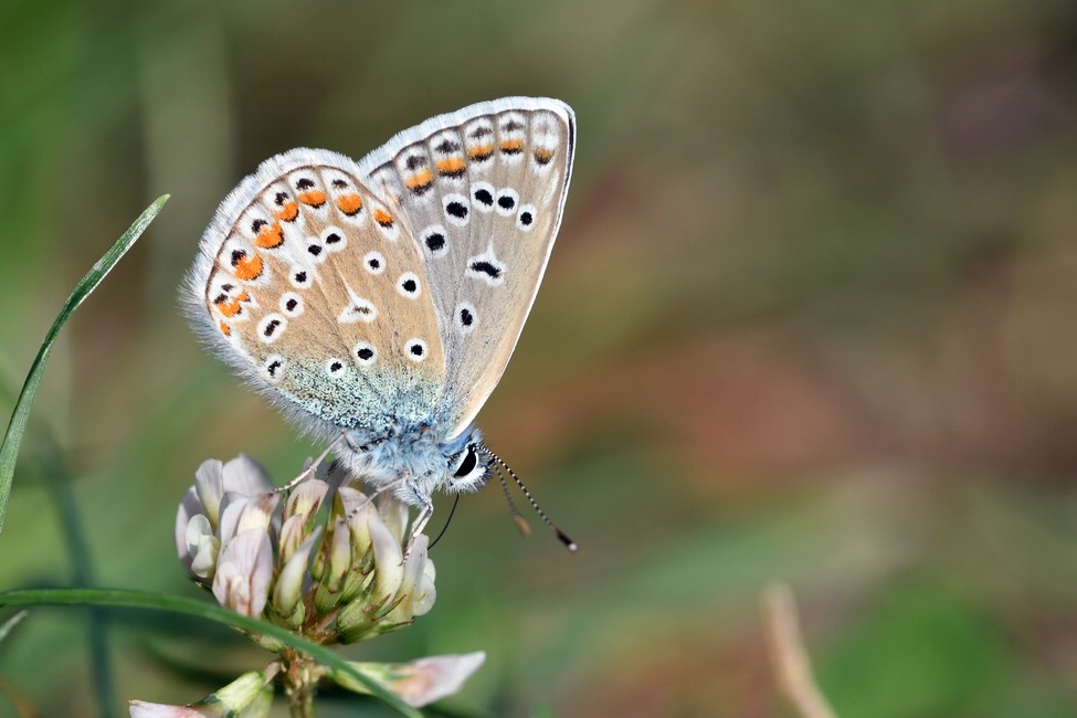 comp JEM 6794

 Hauhechel-Bläuling