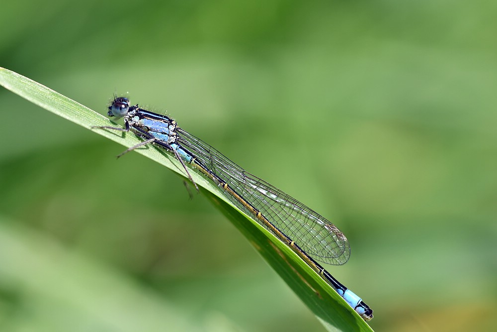 comp JEM 6795

Pechlibelle