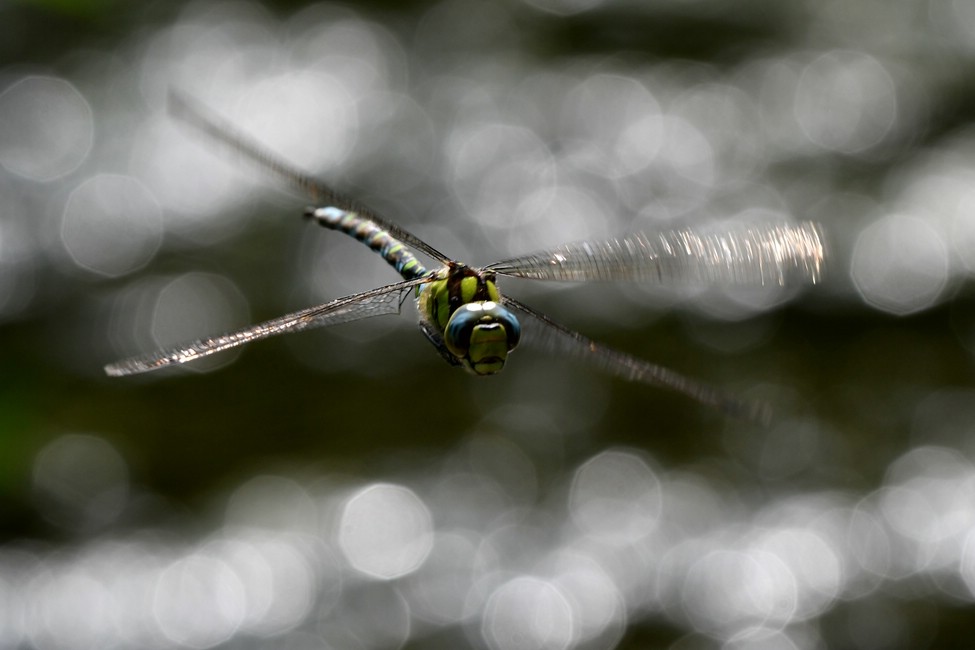 comp JEM 6988

Mosaikjungfer