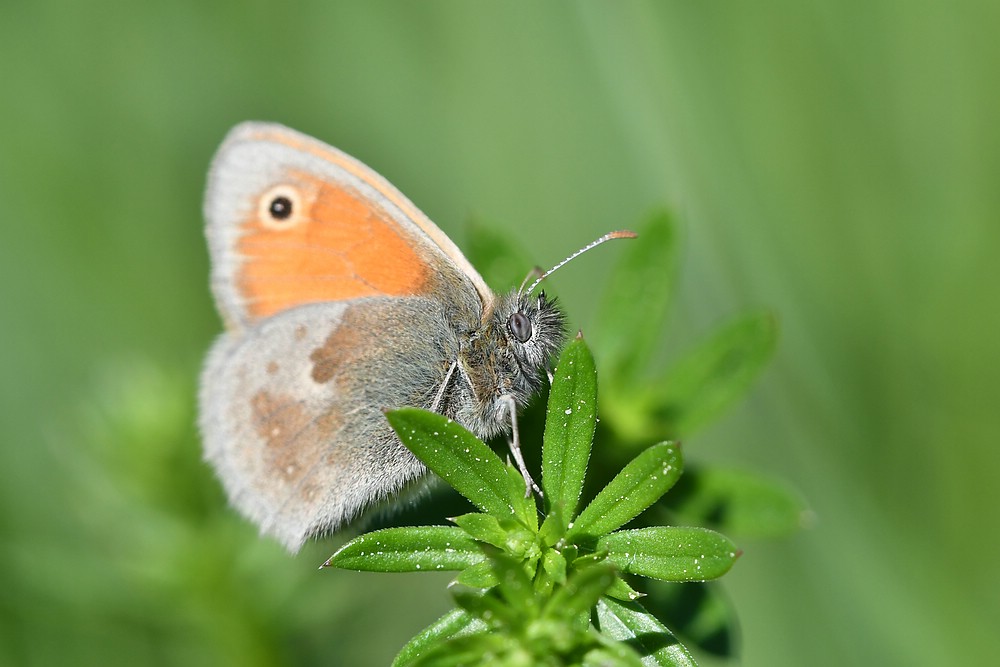 comp JEM 7245

 Kleines Wiesenvögelchen
