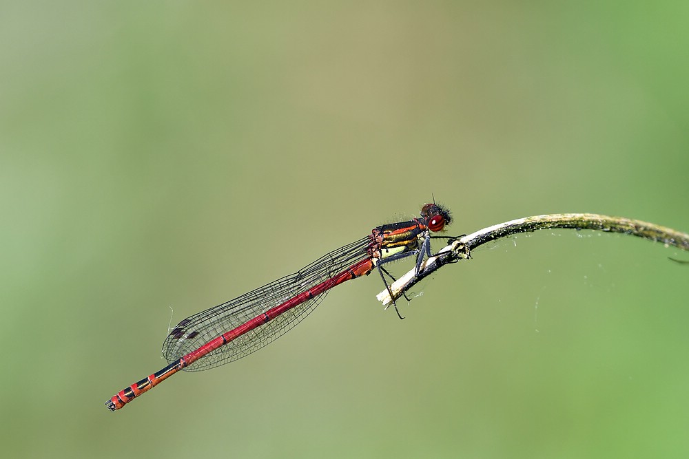 comp JEM 7286

Adonislibelle