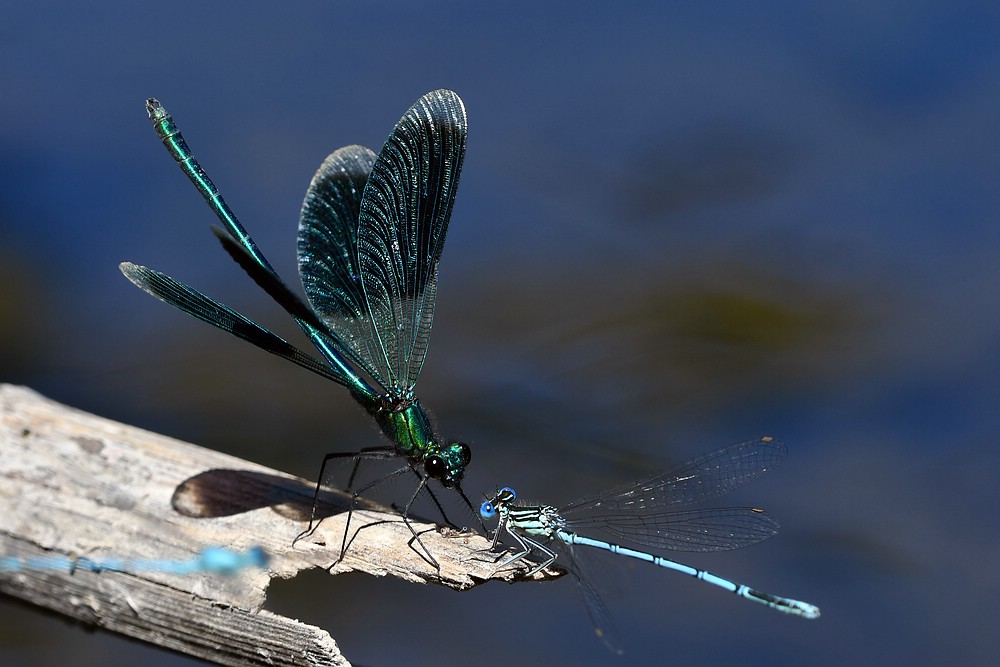 comp JEM 7294


Prachtlibelle mit Blauer Federlibelle